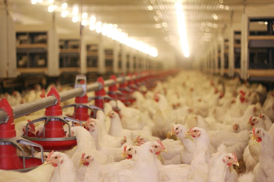 México suspende importação de carne de frango do Brasil