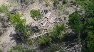 Vídeo 360 graus faz campanha contra desmatamento na Amazônia