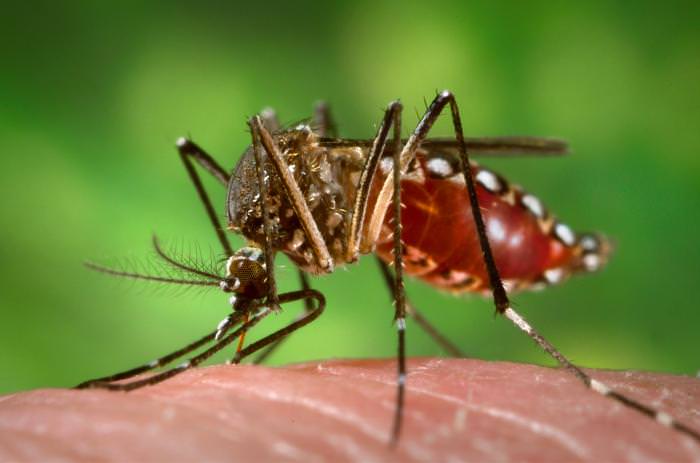 Especialistas alertam que o Aedes aegypti passou a ser uma ameaça o ano inteiro