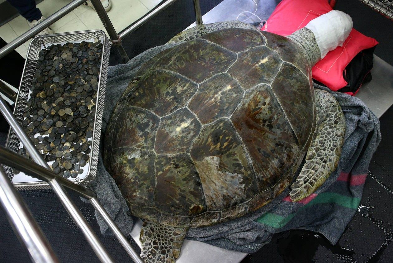 Morreu tartaruga que havia ingerido 915 moedas na Tailândia