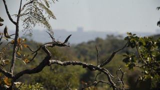 Desmatamento na Amazônia matou e deslocou mais de 4 milhões de aves