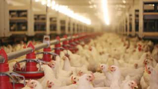 México suspende importação de carne de frango do Brasil