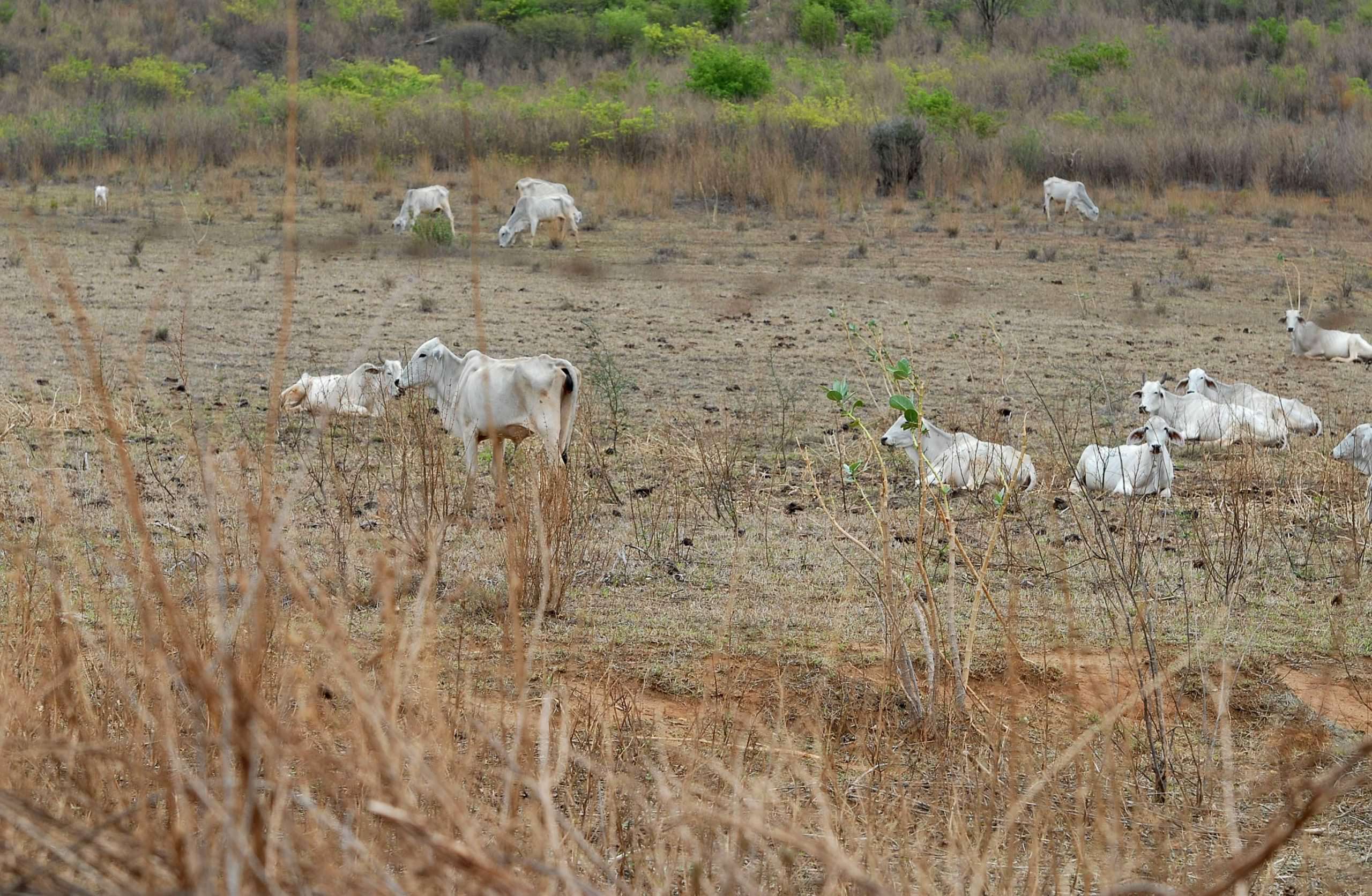 Mais 40 municípios têm situação de emergência reconhecida por causas climáticas