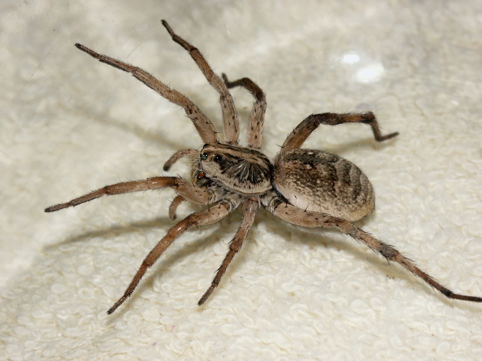 Pesquisa com veneno de aranha pode gerar remédio para disfunção erétil