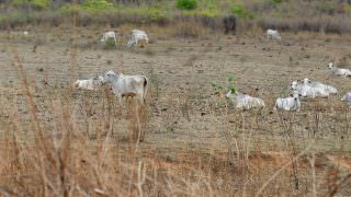 Mais 40 municípios têm situação de emergência reconhecida por causas climáticas