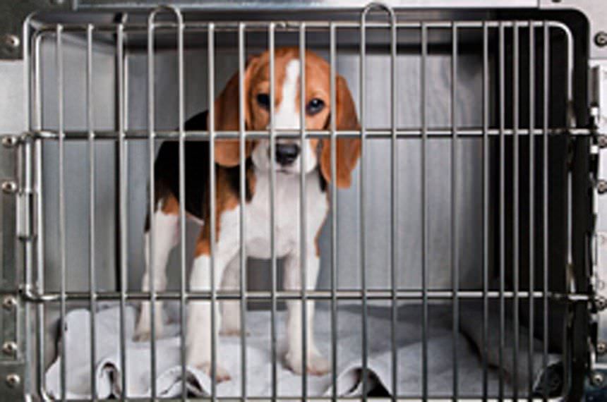 Proibição do uso de animais em testes de cosméticos é tema de debate na CMA