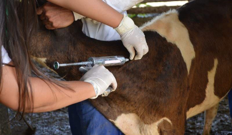 Vacinação contra febre aftosa tem novo prazo em 41 municípios do AM