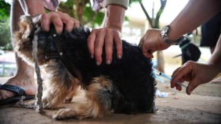 Lojas de animais não precisam contratar veterinários nem se registrar em conselho, diz STJ