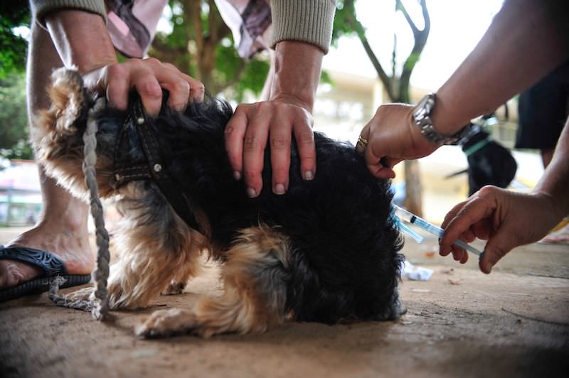 Lojas de animais não precisam contratar veterinários nem se registrar em conselho, diz STJ
