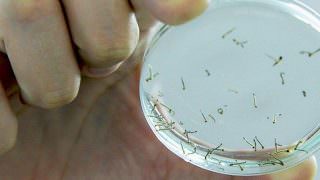 SBPC premia pesquisa que criou larvicida contra Aedes usando óleo de sucupira