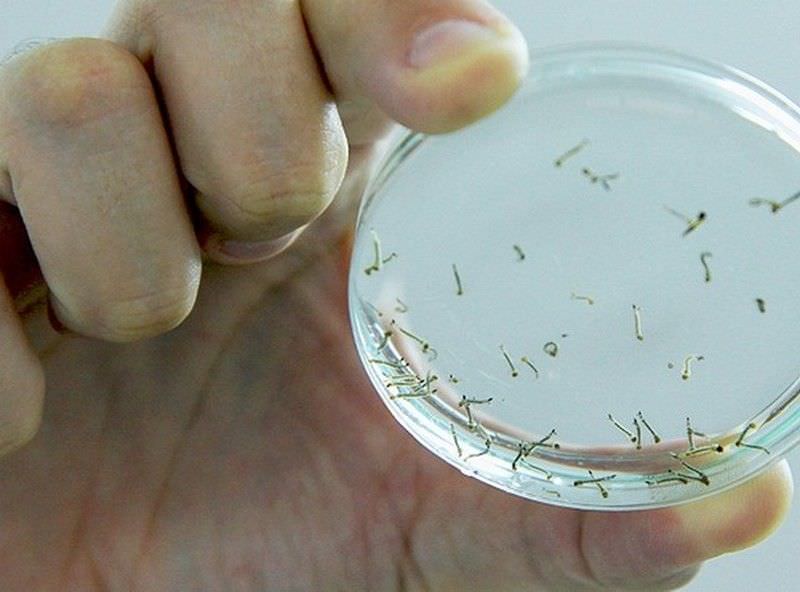 SBPC premia pesquisa que criou larvicida contra Aedes usando óleo de sucupira