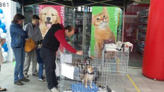 Proposta da Câmara dos Deputados impõe condições de higiene a feiras de pet shops