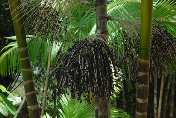 Açaí teve maior valor de produção na extração vegetal em 2016, diz pesquisa