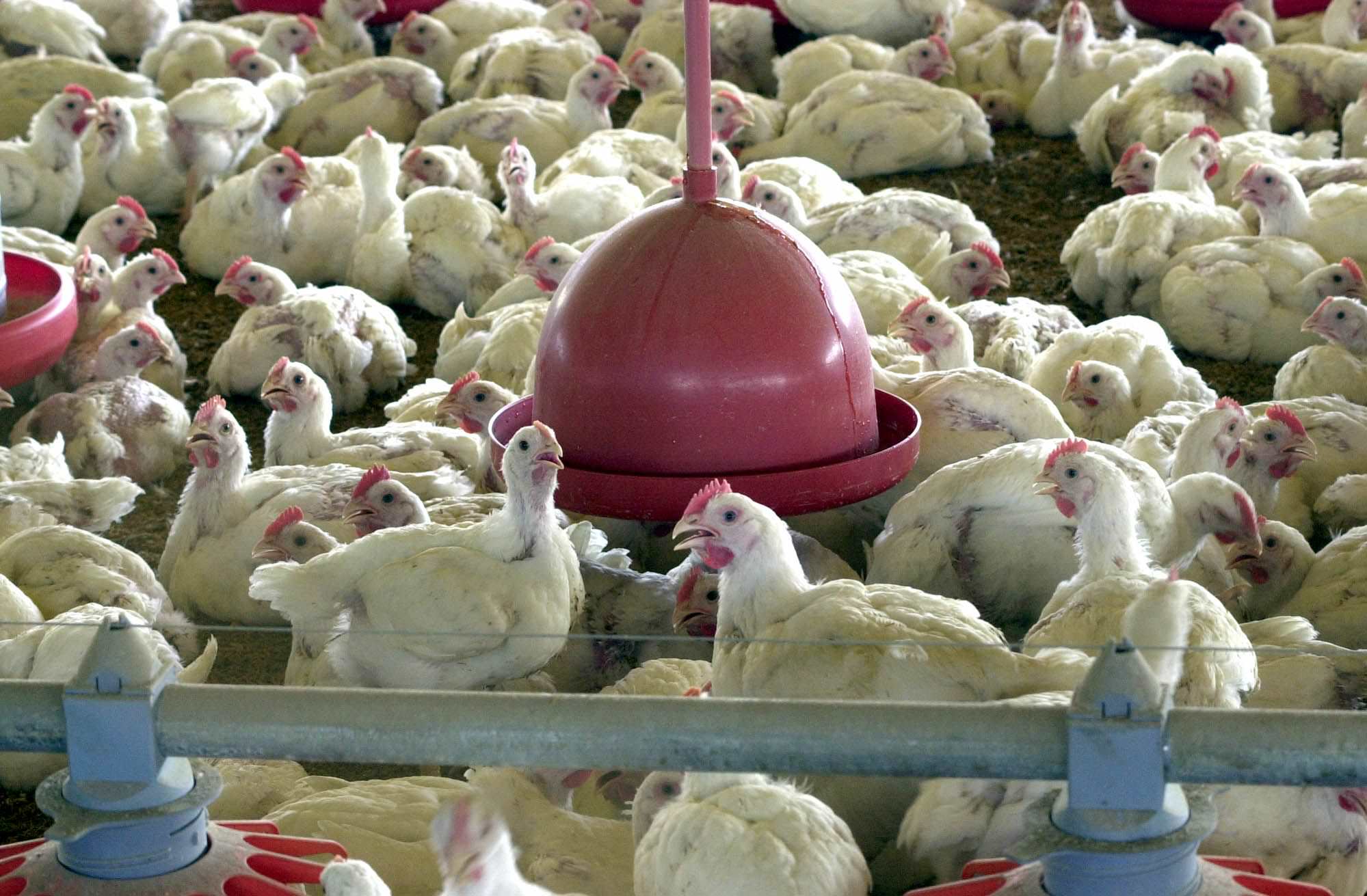 Abates de bovinos e frangos recuam no segundo trimestre do ano