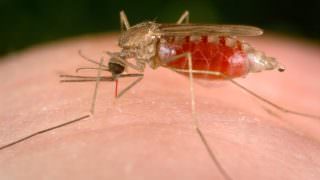 Casos de malária aumentam em 47% no Amazonas