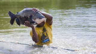 Pesquisa produz o hormônio de crescimento do tambaqui para acelerar crescimento de peixes
