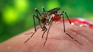 Ministério da Saúde repassa R$ 30,4 milhões para o combate ao Aedes aegypti