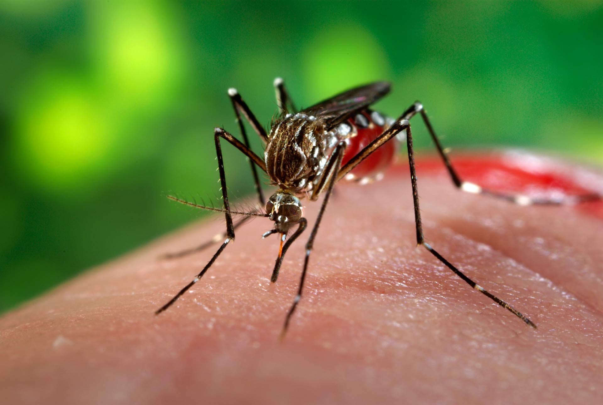 Ministério da Saúde repassa R$ 30,4 milhões para o combate ao Aedes aegypti