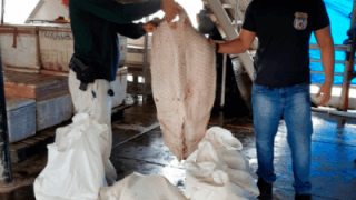 Equipe da Dema apreende 1,3 t de pesca ilegal no Porto da Manaus Moderna