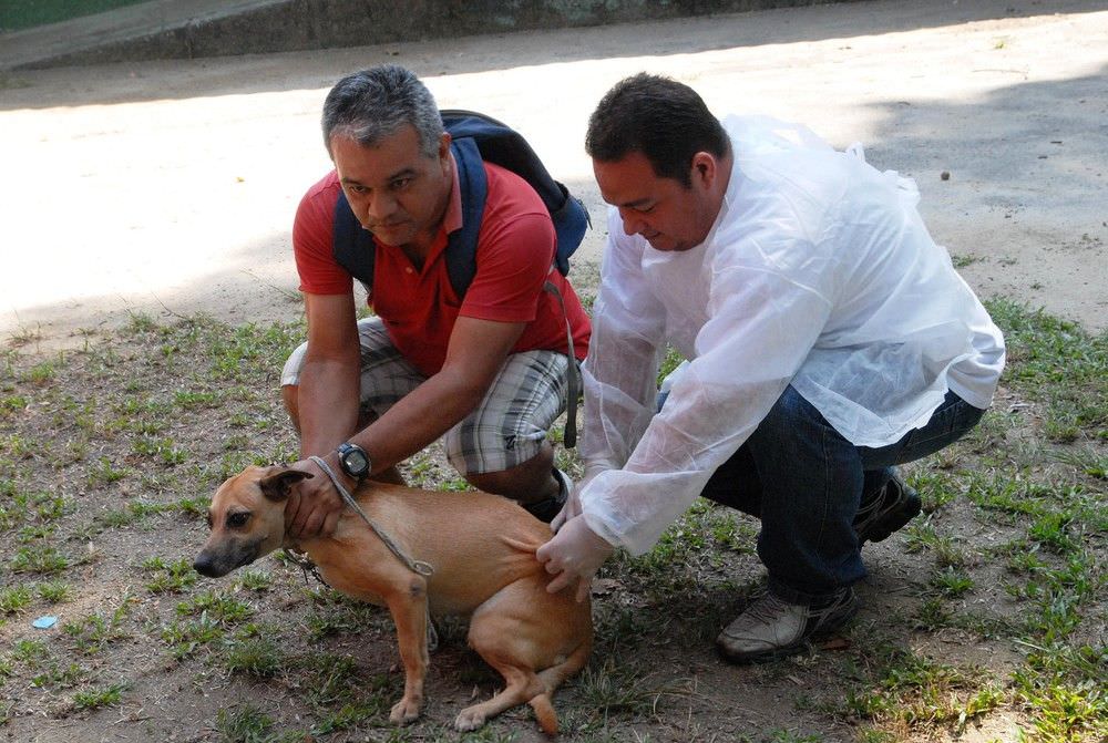 Prefeitura abre Campanha de Vacinação Antirrábica animal