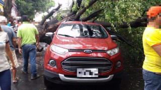 Árvore cai e interdita rua no Centro de Manaus após forte chuva