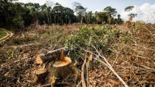 Em 18 anos, Amazônia perdeu área maior que estado de São Paulo, aponta IBGE