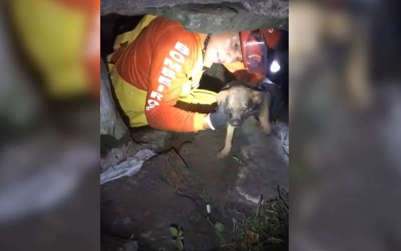 Em Manaus, bombeiros resgatam filhotes de cães que estavam em bueiro