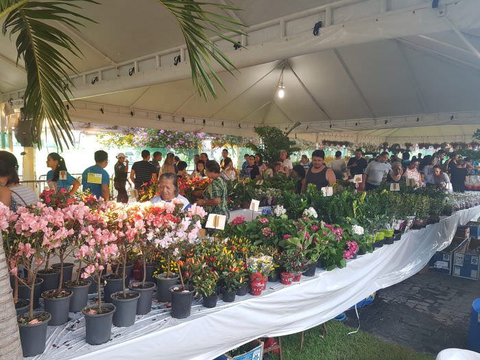 Festival das Flores de Holambra começa nesta quinta-feira (18)