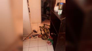 Irmãs com idade entre 10 e 15 são resgatadas pela PM em casa com baratas e sem comida