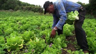 Governo muda regras para empréstimo a agricultores familiares