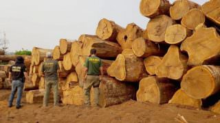 Justiça investiga fraudes no transporte de madeira no AM