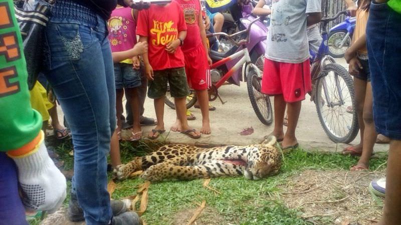 Homem mata onça e distribui carne aos moradores, no AM