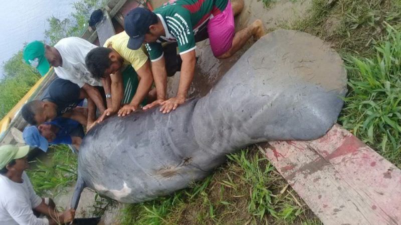Peixe-boi de 250kg é encontrado morto em Careiro da Várzea