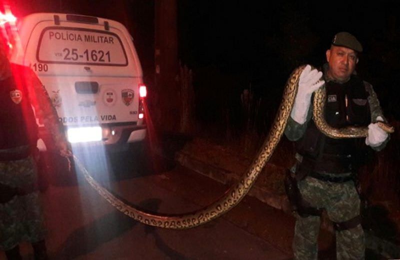 Cobra sucuri de quatro metros é resgatada no bairro São José I