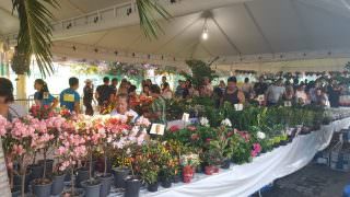Festival das Flores de Holambra começa nesta quinta-feira (18)