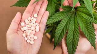 Portugal começa a discutir legalização da maconha para fins medicinais