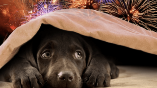 Vereadora diz que proibir fogos de artifício com barulho não é 'mimimi' e mostra fotos chocantes