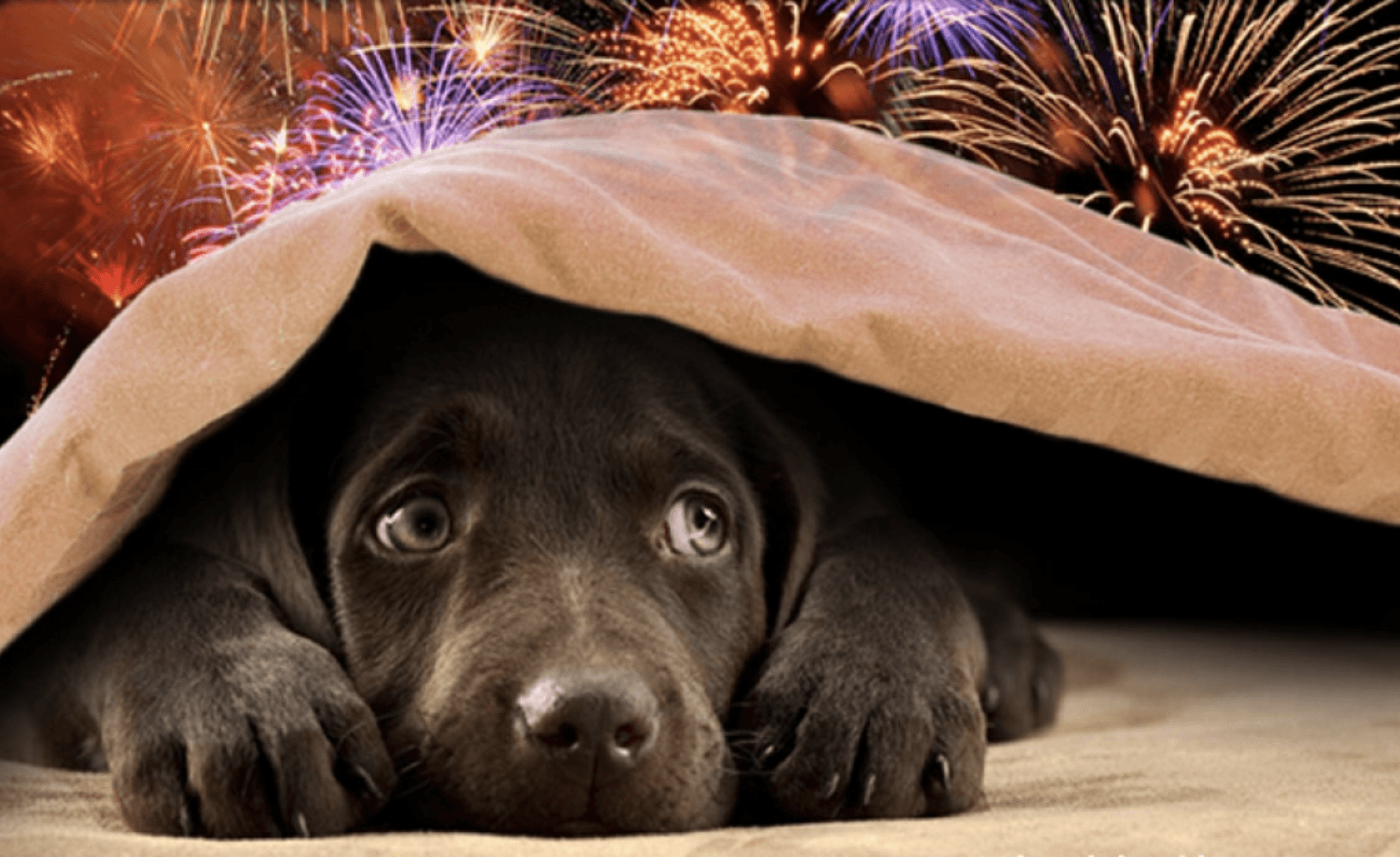 Vereadora diz que proibir fogos de artifício com barulho não é 'mimimi' e mostra fotos chocantes