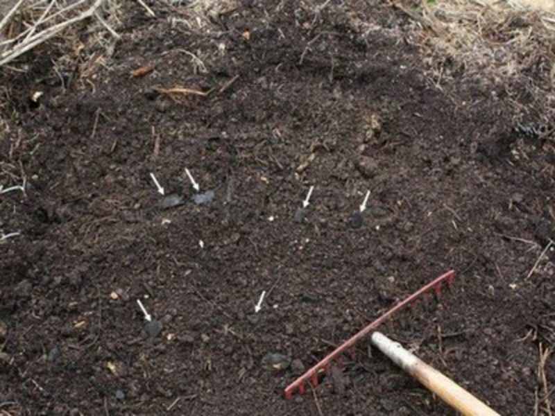 MPF obtém reparação de danos causados a sítio arqueológico no AM