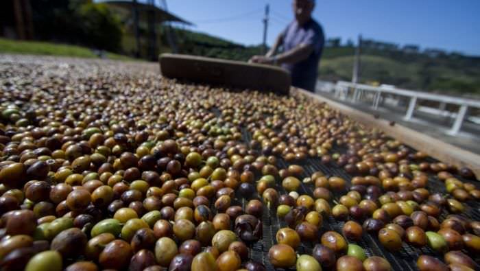 Exportação de café cai 9% em fevereiro