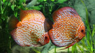Parasitas ameaçam peixes ornamentais da Bacia Amazônica