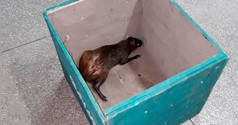 O animal foi resgatado e conduzido ao IBAMA