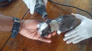 Bombeiros retiram cano do pescoço de filhote de cachorro