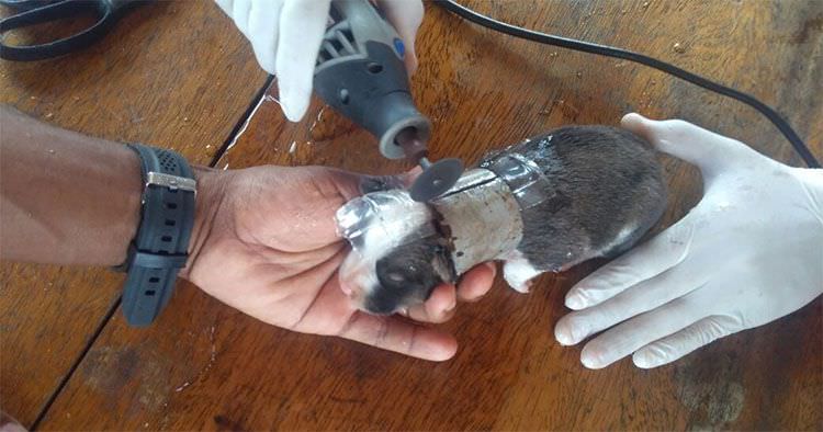 Bombeiros retiram cano do pescoço de filhote de cachorro