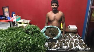 Polícia apreende 800 pés de maconha em Urucurituba