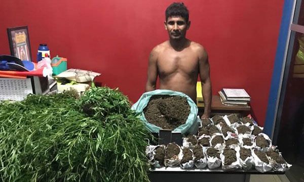Polícia apreende 800 pés de maconha em Urucurituba