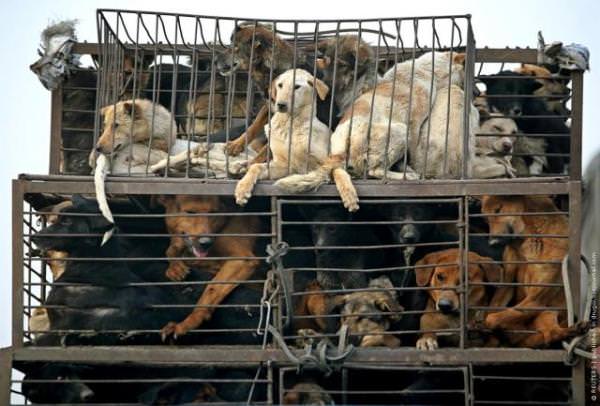 Justiça da Coreia do Sul proíbe matar cachorros para consumo da carne