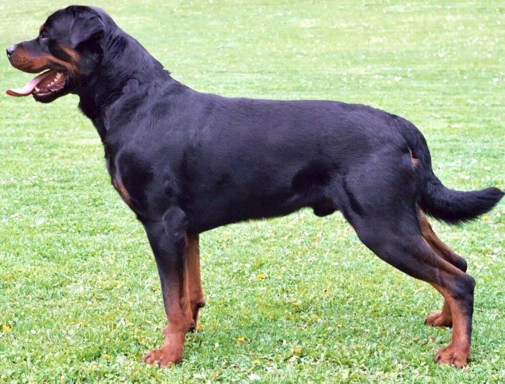 Ladrão invade galpão e é mordido por cachorros
