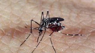 Manaus está entre as 15 capitais brasileiras em risco para surto de dengue