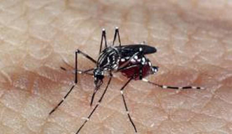 Manaus está entre as 15 capitais brasileiras em risco para surto de dengue